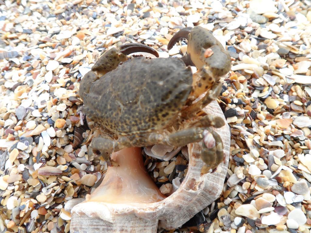 Vilele Brise De Mer 2 Mai Luaran gambar